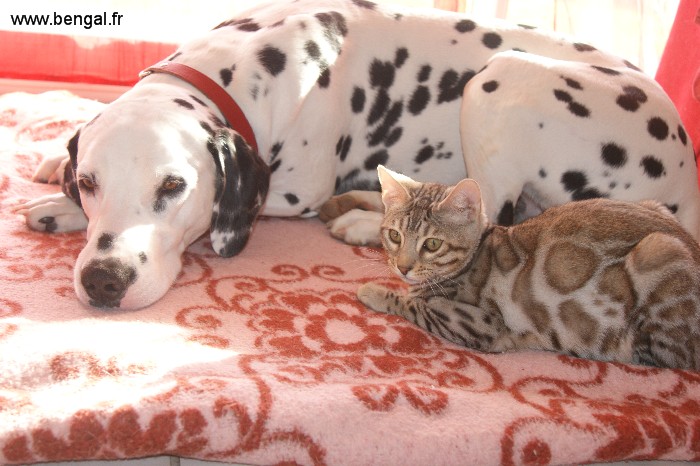 chat et chien